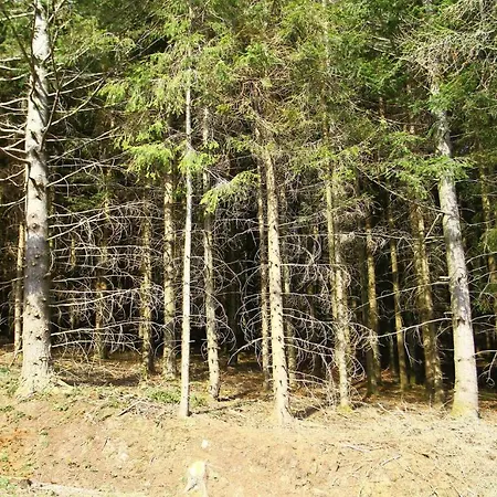 Waldblick Schonach im Schwarzwald
