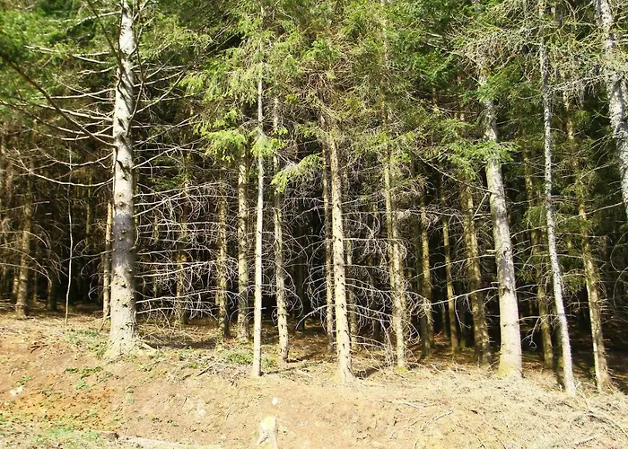 Waldblick Schonach im Schwarzwald